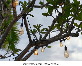 A low-angle shot captures a string of warm, glowing Edison-style light bulbs suspended from the branches of a tree