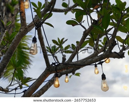 A low-angle shot captures a string of warm, glowing Edison-style light bulbs suspended from the branches of a tree