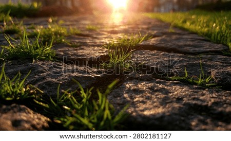 A low-angle shot captures a sun-drenched cobblestone path bordered by vibrant green grass, with the sun's rays creating a warm, inviting glow.