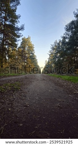A low-angle shot down a quiet forest pathway, framed by trees with autumnal foliage. The path stretches into the distance under a clear evening sky, creating a serene, almost endless view.