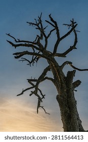 A low-angle shot of a dramatic bare dead tree (snag) silhouetted against a vibrant twilight sky gradient, transitioning from deep blue to warm golden