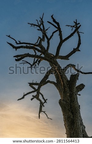 A low-angle shot of a dramatic bare dead tree (snag) silhouetted against a vibrant twilight sky gradient, transitioning from deep blue to warm golden