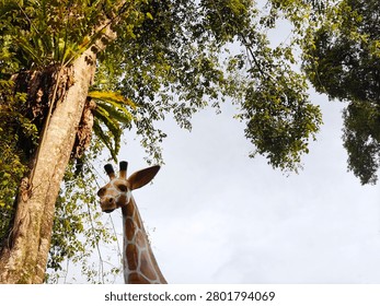 A low-angle shot featuring the head and long neck of a life-sized giraffe statue positioned beneath the canopy of a large, weathered tree at the Siantar Zoo, Indonesia