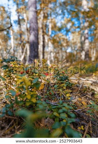 Low-angle shot of forest undergrowth featuring small berry bushes with bright red berries. The blurred tall trees in the background add depth, highlighting the vibrant foreground.
