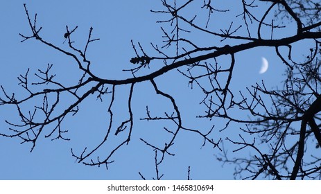 low-angle shot of the half-moon and the silhlouette of a tree, bright blue nightsky at dusk time in the background