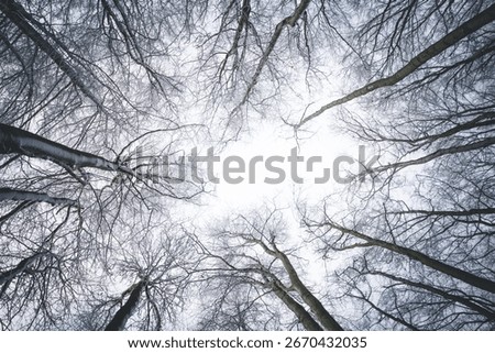 A low-angle shot of leafless trees in a forest during winter