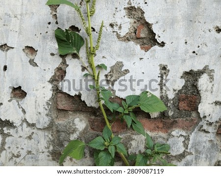 A low-angle shot looking up at the flowering head of a tall green wild plant standing out against a distressed, peeling white plaster wall with exposed bricks