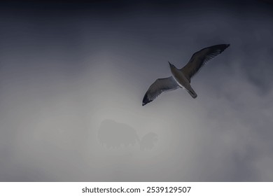 A low-angle shot of a seagull flying against the gloomy sky - Powered by Shutterstock