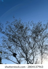 A low-angle shot showcasing the delicate, sprawling branches and fine leaves of a tree reaching into a vivid, clear blue sky. The bright sunlight filters through from the bottom right corner, illuminating the scene and highlighting the intricate, lattice-like silhouette of the branches. A faint, soft lens flare arches gracefully across the top left corner, adding a serene and natural aesthetic to the composition.