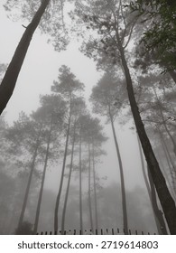 A low-angle shot of towering pine trees disappearing into a dense white fog. The atmosphere is quiet, mysterious, and moody, capturing the essence of a cold morning in a highland forest.