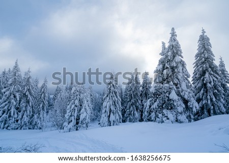 Low-angle shot of upstanding pine trees on snowy ground;  panorama of snow-covered trees in bitter winter