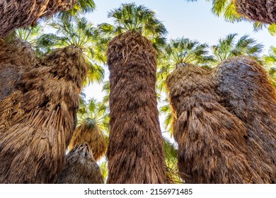 A low-angle shot of wild palm trees standing in a tropical area and escalating to the bright blue sky