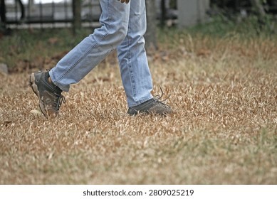 A low-angle, side-view photograph capturing the lower body and legs of a person wearing blue jeans and casual shoes while walking through a field of dry, brown grass