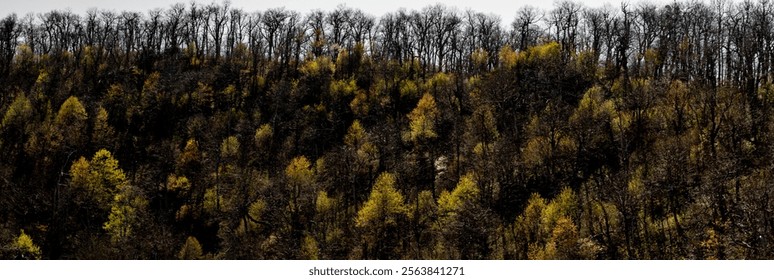A low-angle of sunlit forest and grass the Blueridge Parkway sunlit cloudy sky, SC, USA