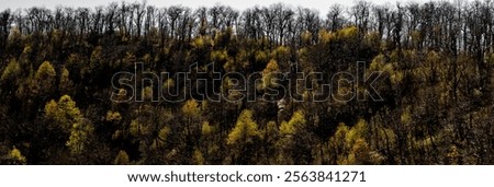 A low-angle of sunlit forest and grass the Blueridge Parkway sunlit cloudy sky, SC, USA