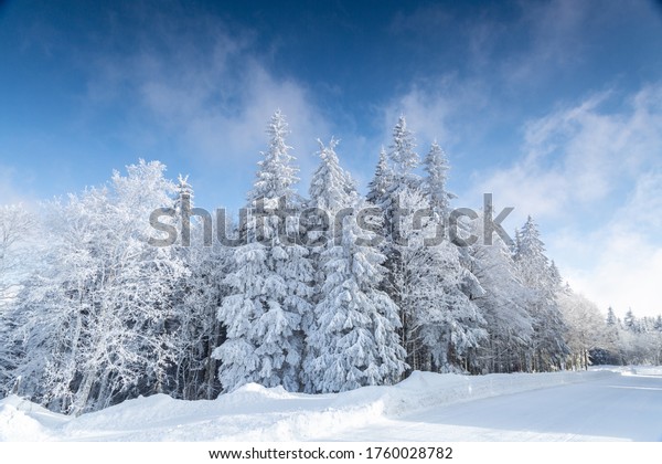 Low-angle of trees covered in snow. Hard rime on\
pines in Black Forest,\
Germany