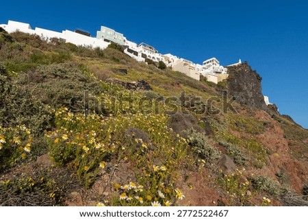A low-angle upward view of the whitewashed architecture of Imerovigli, Santorini, framed by lush green succulents and purple flowers under a clear evening sky.