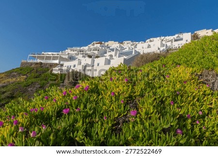 A low-angle upward view of the whitewashed architecture of Imerovigli, Santorini, framed by lush green succulents and purple flowers under a clear evening sky.
