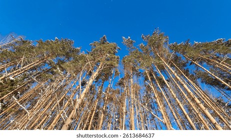 A low-angle, upward-facing shot of a dense stand of tall pine trees.