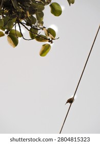 A low-angle vertical photograph capturing a small brown bird perched quietly on a diagonal overhead utility power line. In the top-left corner of the frame, a tree branch hangs down, decorated with large, rounded green leaves and small organic buds. The minimalist composition is set against an expansive, bright and pale overcast sky background, beautifully highlighting the contrast between urban infrastructure and simple nature.