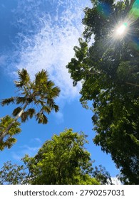A low-angle, vertical shot in image.png showcasing lush tropical trees and a tall palm tree stretching toward a vibrant blue sky. High-altitude wispy clouds drift across the background while the bright sun peeks through the green leaves of the canopy, creating a natural starburst and vivid lens flare effect. Ideal for summer, travel, environment, and nature-themed concepts.
