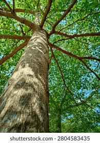 A low-angle vertical shot looking straight up a tall tree trunk with textured bark, showcasing a beautiful symmetrical canopy of branches and vibrant green leaves against a clear blue sky.