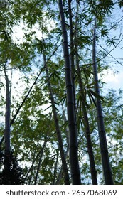 A low-angle view of a bamboo tree
