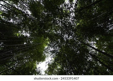 Low-angle view of the bamboo trees in the forest