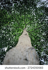 a low-angle view from the base of a tall tree, looking straight up toward its canopy. The pale trunk rises vertically and branches out symmetrically, forming a wide crown of dense green leaves.