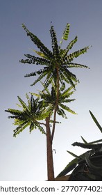 Low-angle view from beneath tree branches casting natural shadows against the sky. The composition emphasizes organic patterns, light and shadow interplay, and a peaceful outdoor atmosphere, suitable for nature themes, environmental concepts, and background imagery