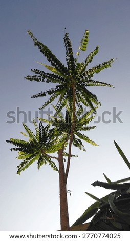 Low-angle view from beneath tree branches casting natural shadows against the sky. The composition emphasizes organic patterns, light and shadow interplay, and a peaceful outdoor atmosphere, suitable for nature themes, environmental concepts, and background imagery