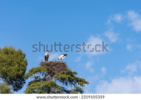 Low-angle view of a black and white pair of storks in the nest on the tree against a blue sky.