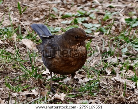 Lowangle View Of Brown Thrush On Forest Floor, Textured Leaves And Tiny Green Shoots Around Feet, Calm