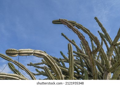 Low-angle view of a candelabra tree (Euphorbia candelabrum), a succulent plant so called because it grows in a shape similar to that of a candelabrum, against blue sky, Sanremo, Liguria, Italy
