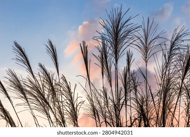 A low-angle view captures the delicate, feathery silhouettes of tall grasses standing against a soft, pastel sunset sky, where hues of pink and blue clouds provide a tranquil backdrop for the rhythmic patterns of the plant life.
