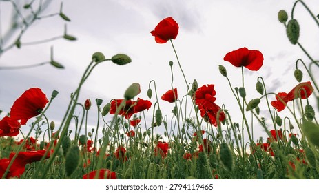 A low-angle view captures the delicate petals of red poppies and their green buds reaching towards the sky on a breezy day
