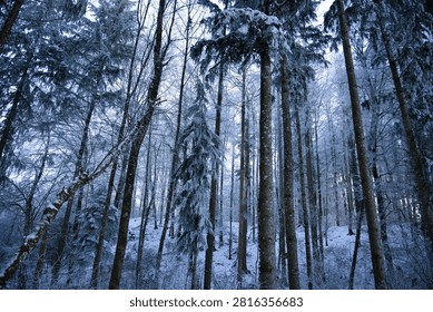 A lowangle view captures a dense winter forest with snow and frost clinging to tall trees and bare branches under a bright sky