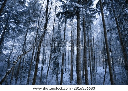 A lowangle view captures a dense winter forest with snow and frost clinging to tall trees and bare branches under a bright sky