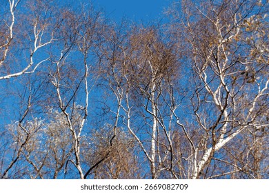 A low-angle view captures the elegant white bark and intricate bare branches of birch trees against a vibrant blue sky, evoking winter's stark beauty.