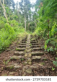 A low-angle view captures an old, moss-covered stone staircase winding steeply upwards into a dense tropical forest canopy. Lush green foliage and thick undergrowth border the ancient steps, suggesting a hidden, remote path for trekking or exploratio