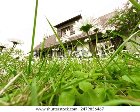 Low-angle view of a charming house surrounded by lush green grass and blooming daisies, creating a picturesque and serene setting ideal for a dream property