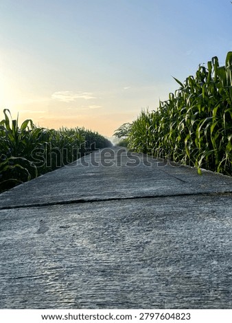 Low-angle view of a concrete farm path flanked by tall green cornfields, leading toward a misty horizon at sunrise. Serene rural atmosphere with strong perspective, texture, and soft morning light.