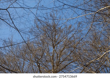 A low-angle view of deciduous tree canopies in early spring. The shot features an intricate web of bare branches and small buds against a crisp, cloudless blue sky. An atmosphere of awakening nature, serenity, and minimalism in a broadleaf forest.