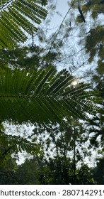 Low-angle view of delicate feathery green leaves backlit by the sun against a bright sky