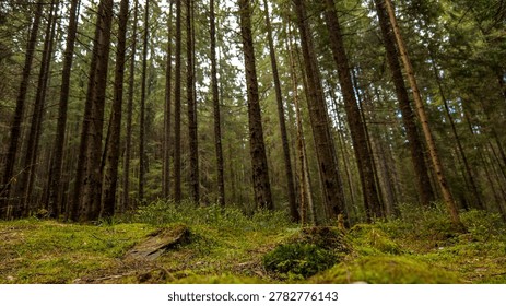 A low-angle view of a dense coniferous forest floor covered in vibrant green moss and undergrowth, with tall trees reaching towards the sky