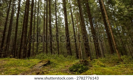 A low-angle view of a dense coniferous forest floor covered in vibrant green moss and undergrowth, with tall trees reaching towards the sky