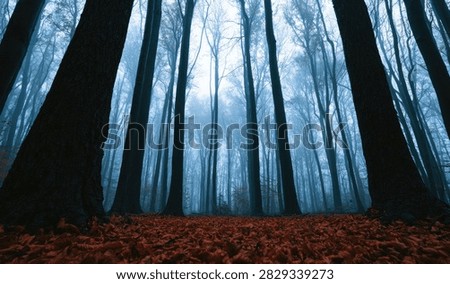 A low-angle view of a dense forest with tall, dark tree trunks reaching towards a hazy sky, the ground covered in a thick carpet of fallen autumn leaves.