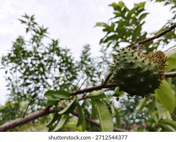 Low-angle view of a developing Graviola fruit surrounded by foliage, highlighting healthy, organic growth in the tropics.