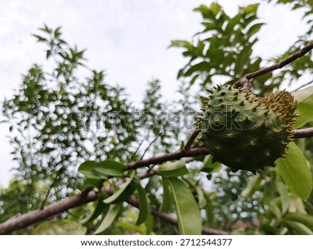 Low-angle view of a developing Graviola fruit surrounded by foliage, highlighting healthy, organic growth in the tropics.