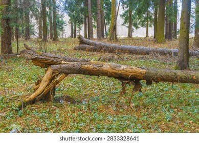 Low-angle view of fallen tree trunk propped on decayed root and resting across grassy forest floor covered with fresh green groundcover, surrounded by standing